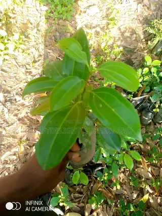 Cinnamon Seedlings