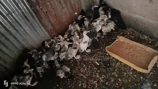 2-Month-Old Muscovy Ducklings for Sale!
