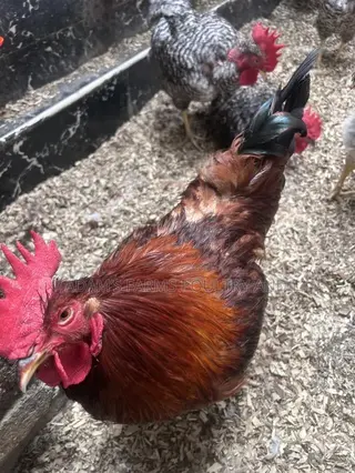 Poultry Chicken for Sale