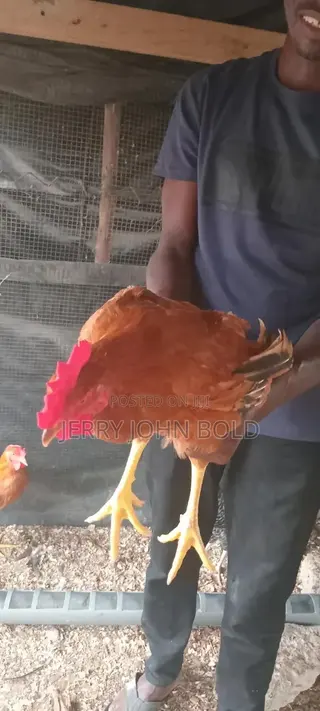 Sasso Birds for Sale