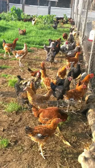 Matured Local Chicken Both Males and Females Are Going for Cool Price.