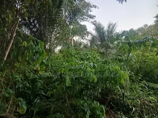 8 Acres of Land for Sale