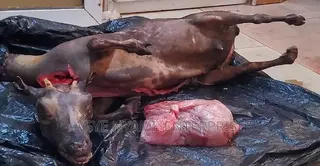 Slaughtered Frozen Full Both Male Goat for Sale
