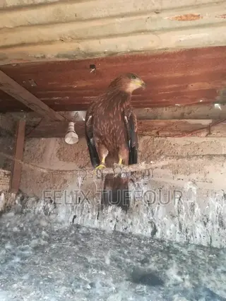 Bird Hawks
