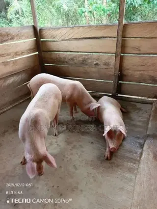 Pig and Piglet Farm
