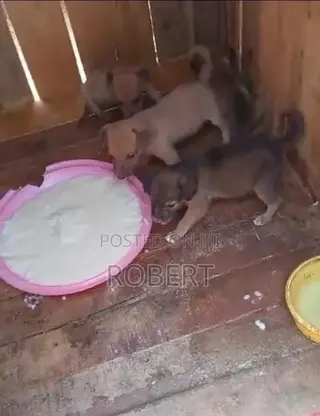 0-1 month Male Mixed Breed Chihuahua