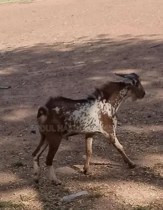 Fresh and Healthy Goat for Sale