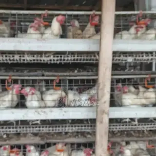 Healthy White Layers for Sale