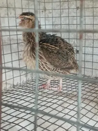 Female Quails Point of Lay