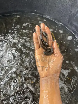 Catfish Fingerlings