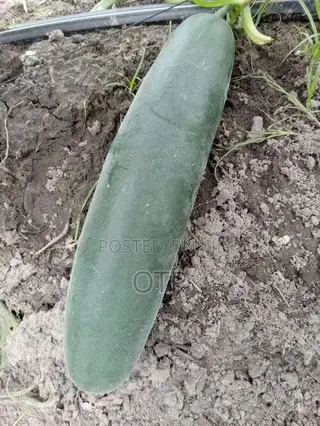 Fresh, Farm-Direct Cucumbers – Crisp Ready for Market!