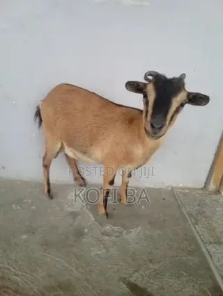 Pregnant Goat