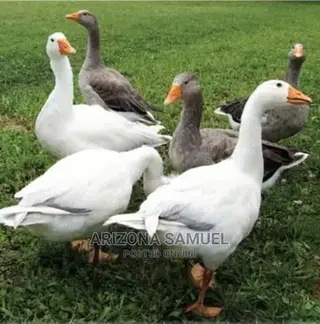 Geese (Embden,Chanise,Toulouse) for Sale