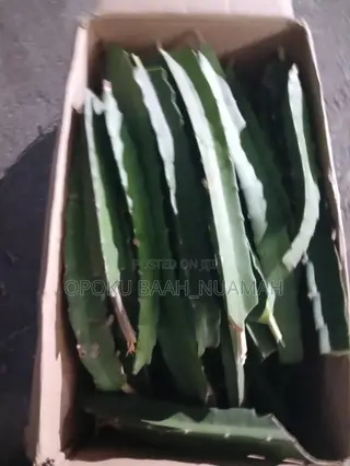 Dragon Fruit Cuttings
