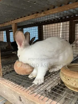 Healthy Rabbits
