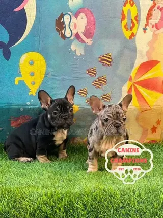 1-3 months Female Purebred French Bulldog
