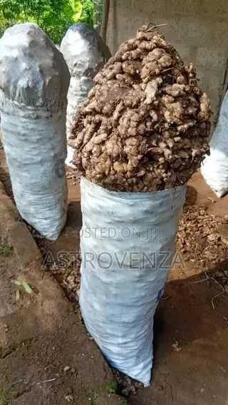 Ginger (Big Sack)