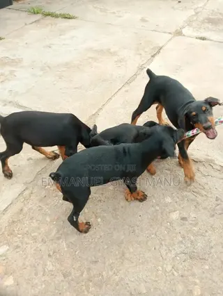 1-3 months Male Purebred Doberman Pinscher