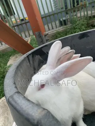 Rabbit For Sale