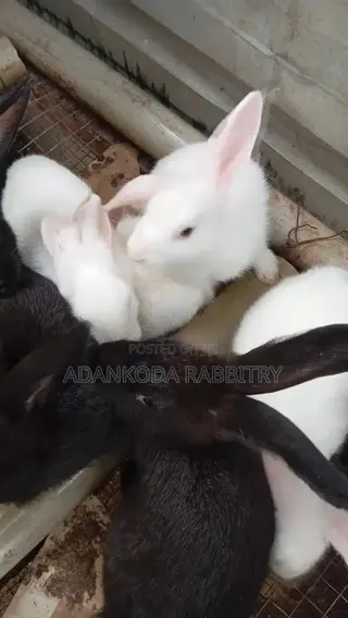 Colony Of Five Rabbits For Sale