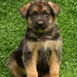 1-3 months Female Purebred German Shepherd