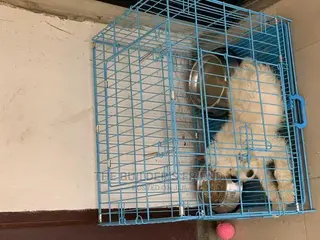 Animal Cage