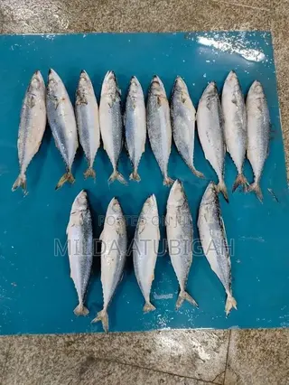 Frozen Salmon