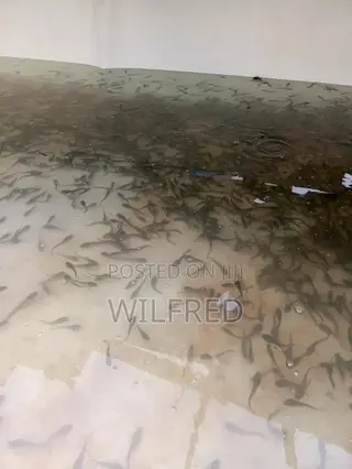 Fast Growing Catfish Fingerlings and Juveniles Available