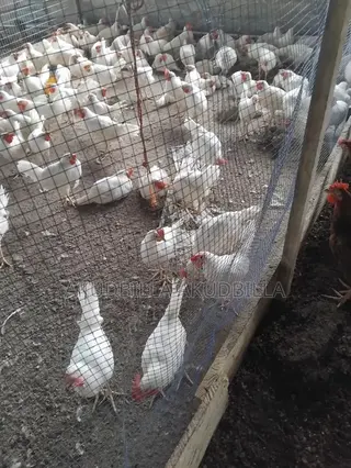 14 Weeks Pullets for Sale
