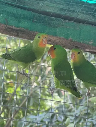 African Redheaded Lovebird