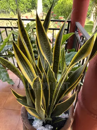 Snake Plant