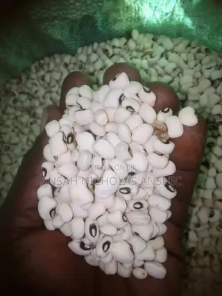 Clean White Bean for Sale in Large Quantities