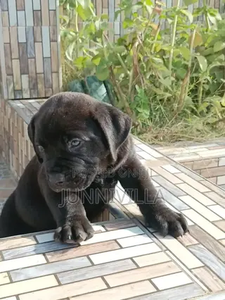 1-3 months Male Purebred Boerboel