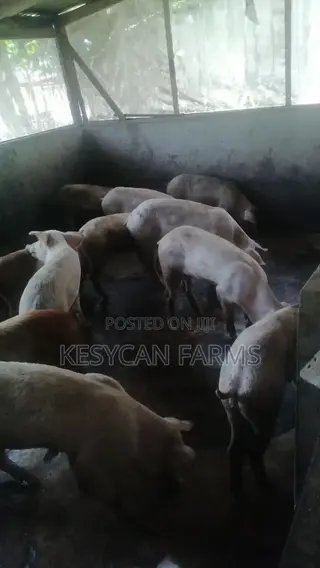 Piglets Pigs