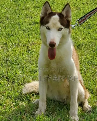 3-6 months Female Purebred Siberian Husky