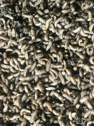 Black Soldier Fly Larvae Feed Production