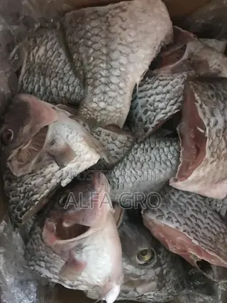 Fresh Cut Tilapia