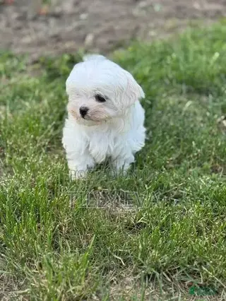 1-3 months Male Purebred Maltese