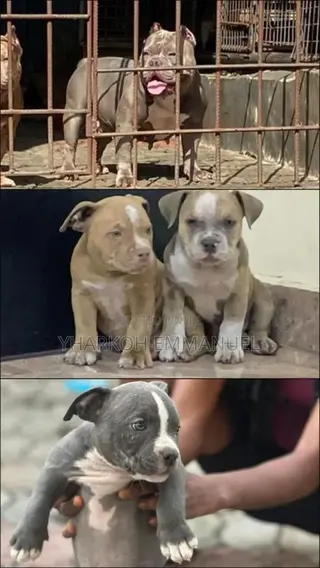 1-3 months Male Purebred American Bully