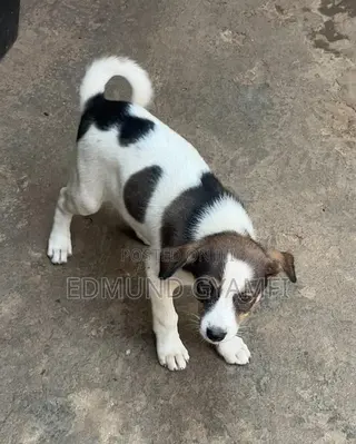 1-3 months Female Mixed Breed Mongrel (No Breed)