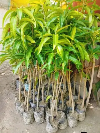 Exotic Apple Mango Seedlings Affordable