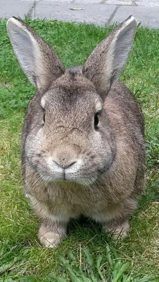 Rabbit Matured Ones
