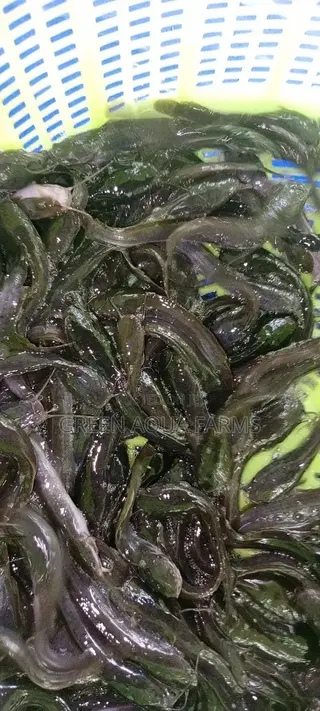 Catfish Fingerlings and Juveniles