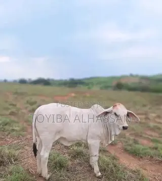 Cows for Sale