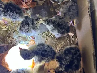 Hybrid Day Old Turkeys for Sale Ghc60