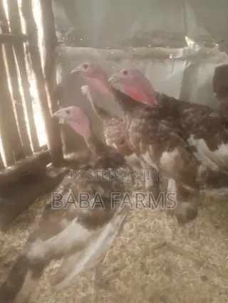 Bourbon Red or Brown Turkeys