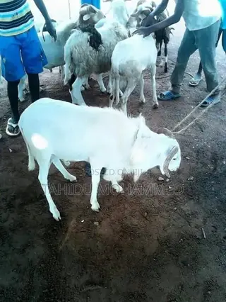 Animal Seller