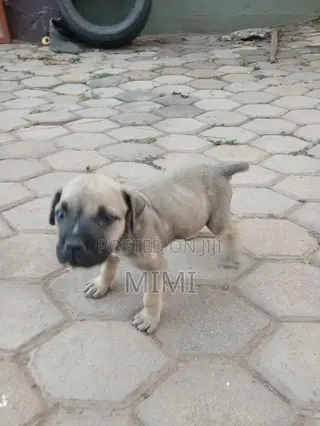 1-3 months Female Purebred Boerboel
