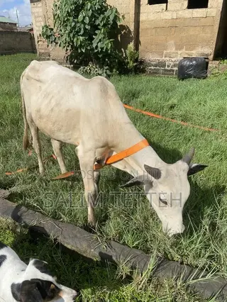 Cow for Normal Price