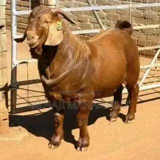 Nice Male Boear Goat Seller
